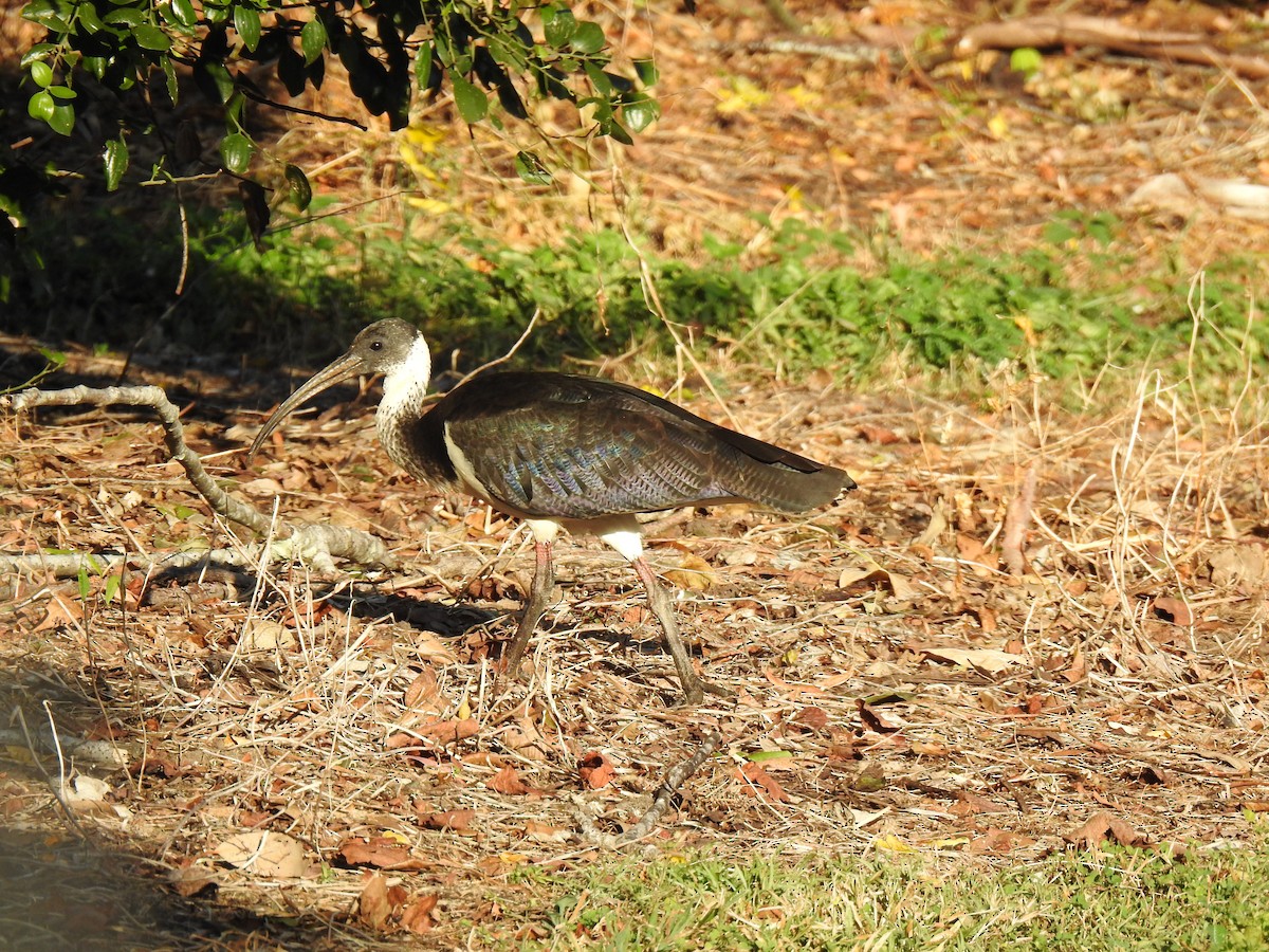 ibis slámokrký - ML620013956