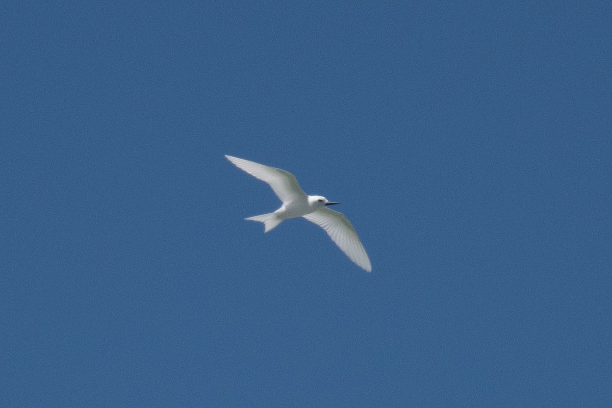 White Tern - ML620013957