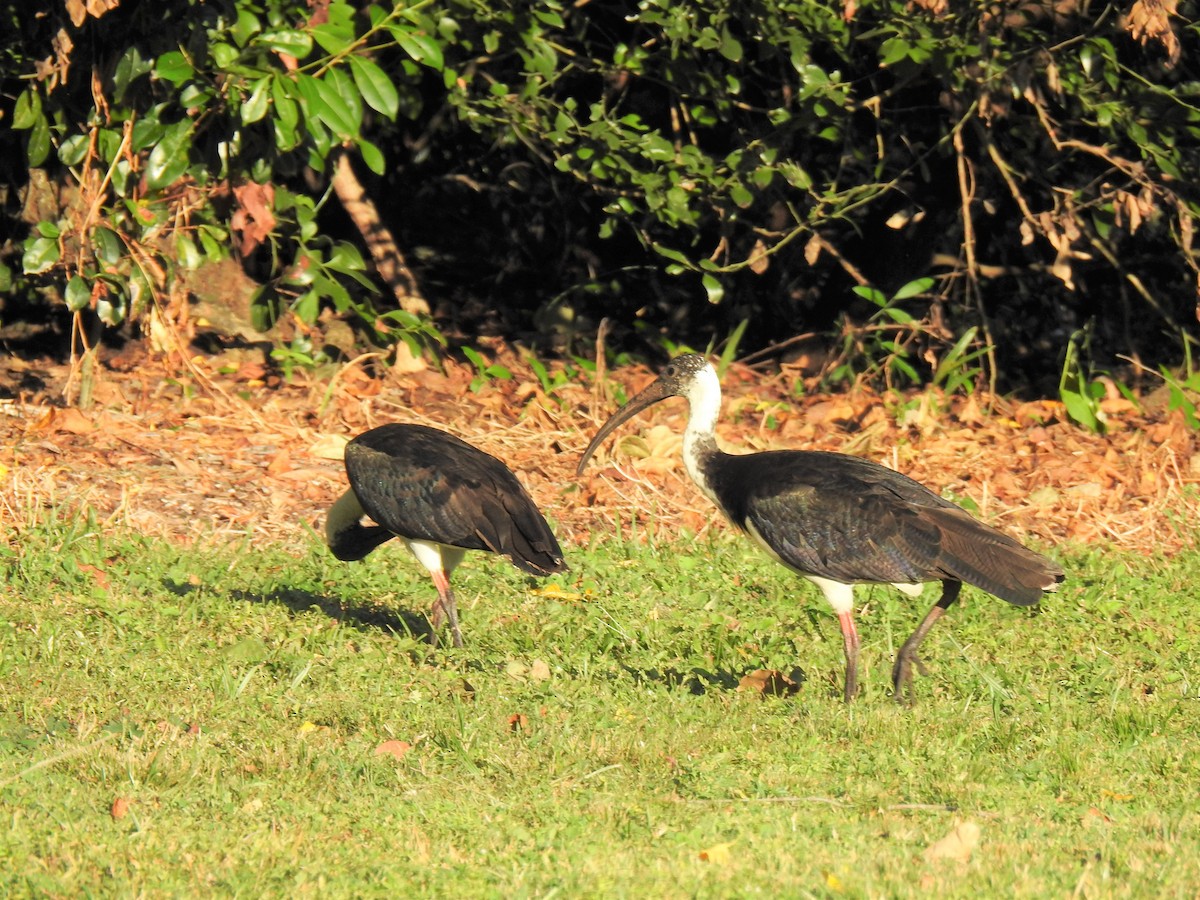 ibis slámokrký - ML620013960