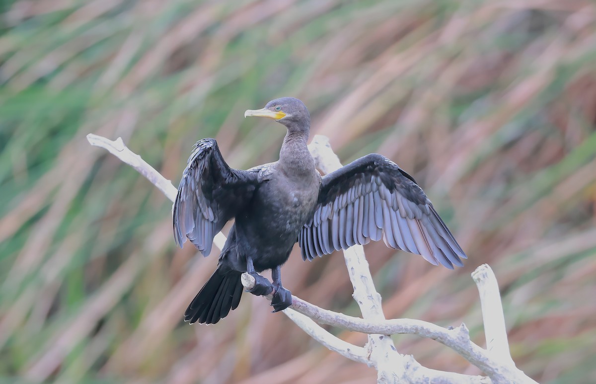 Neotropic Cormorant - Mandy Talpas -Hawaii Bird Tours