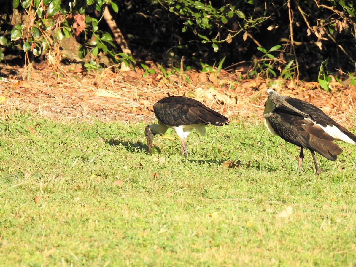 ibis slámokrký - ML620013968
