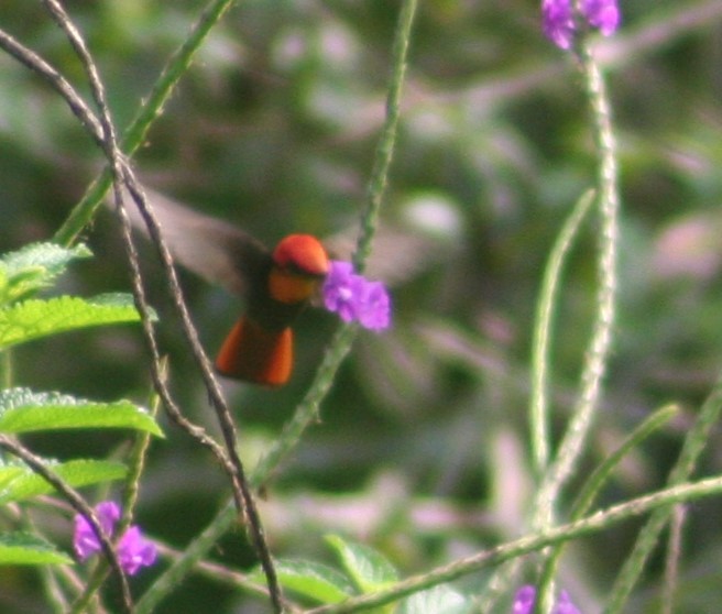 kolibřík červenohlavý - ML620013978