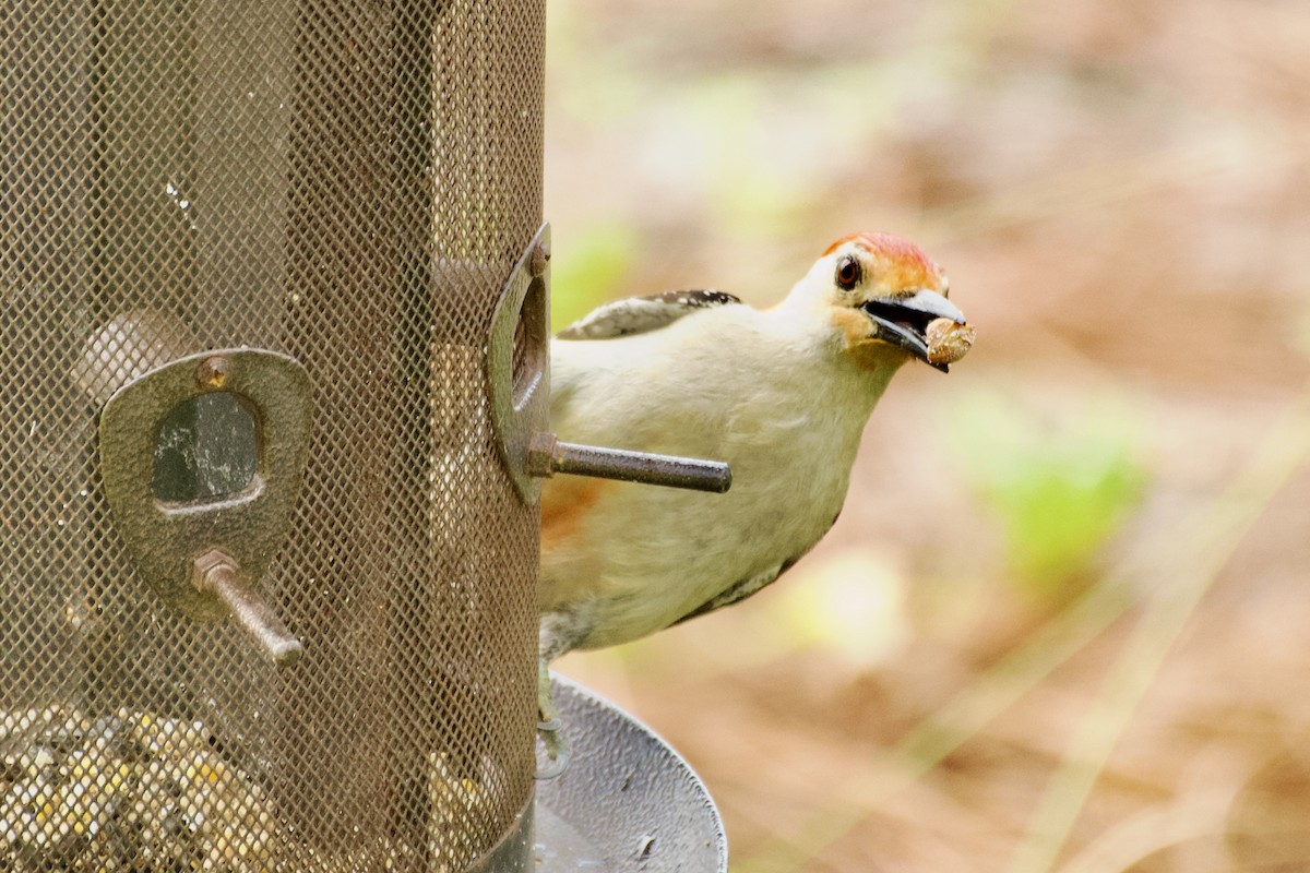 Red-bellied Woodpecker - ML620014004