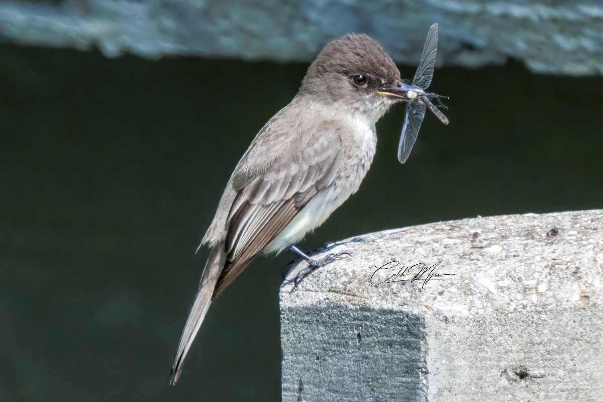 Eastern Phoebe - ML620014008