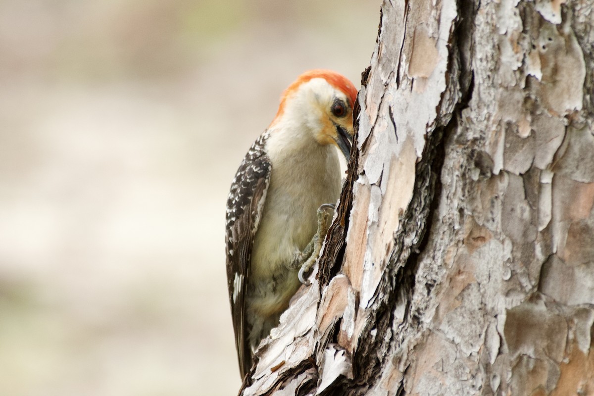 Red-bellied Woodpecker - ML620014009