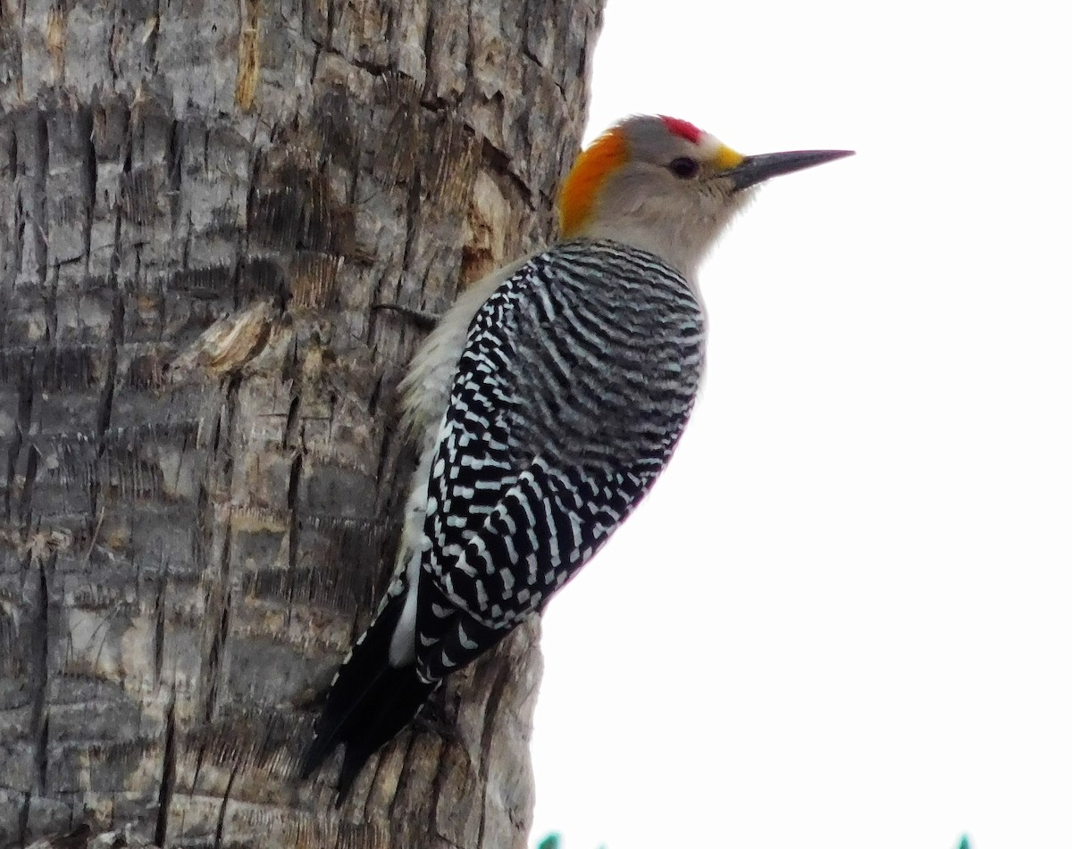 Golden-fronted Woodpecker - ML62001401