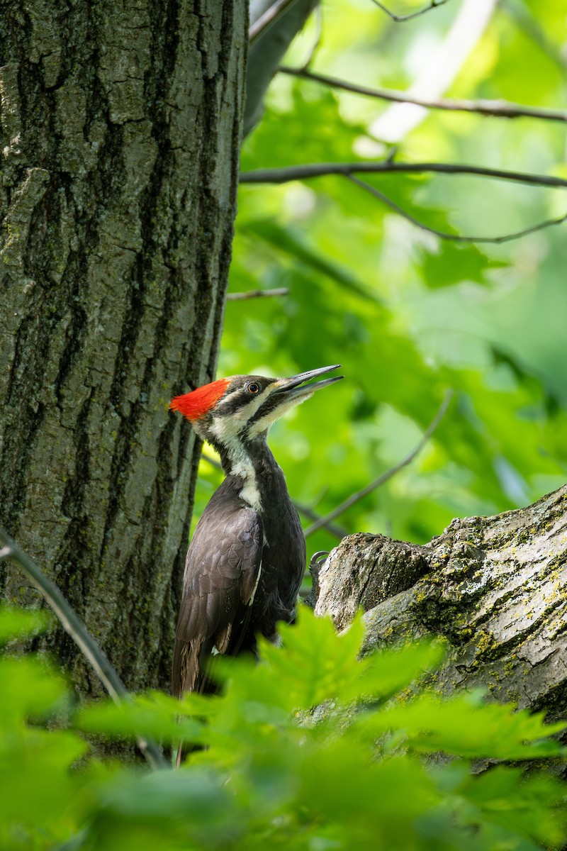 Pileated Woodpecker - ML620014010