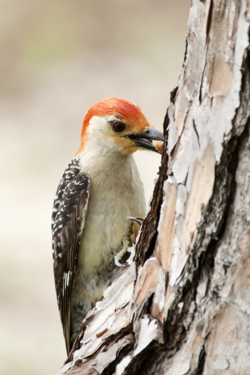 Red-bellied Woodpecker - ML620014011