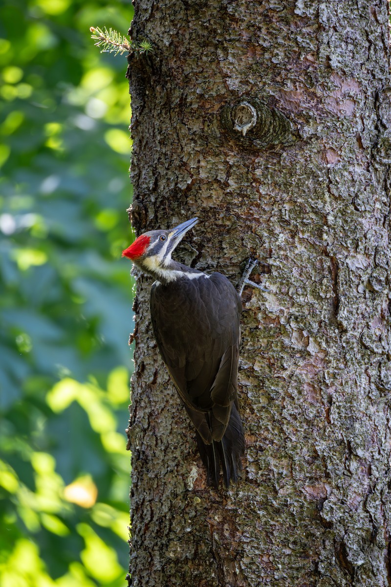Pileated Woodpecker - ML620014013
