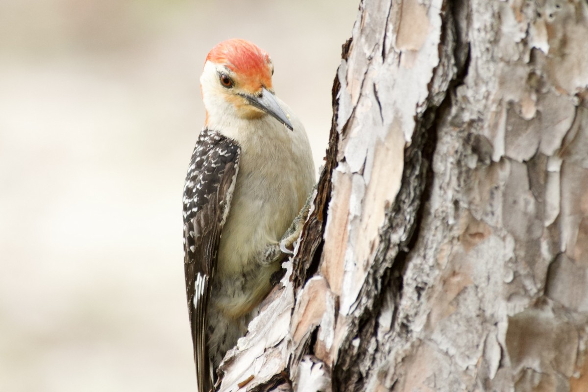 Red-bellied Woodpecker - ML620014021