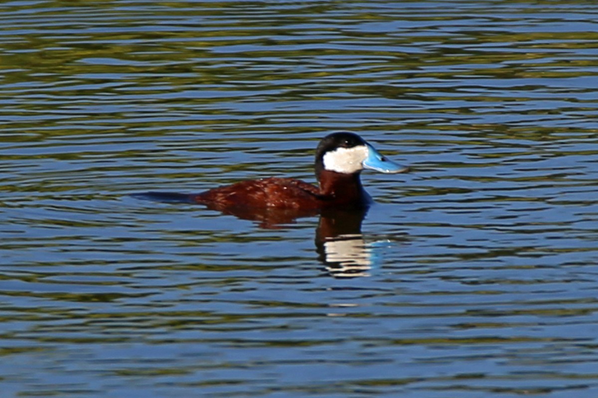 Ruddy Duck - ML620014024