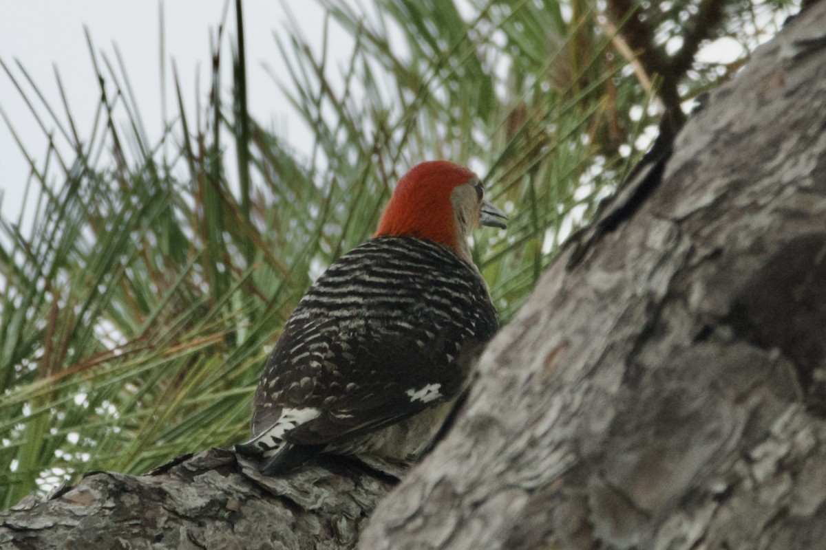 Red-bellied Woodpecker - ML620014025