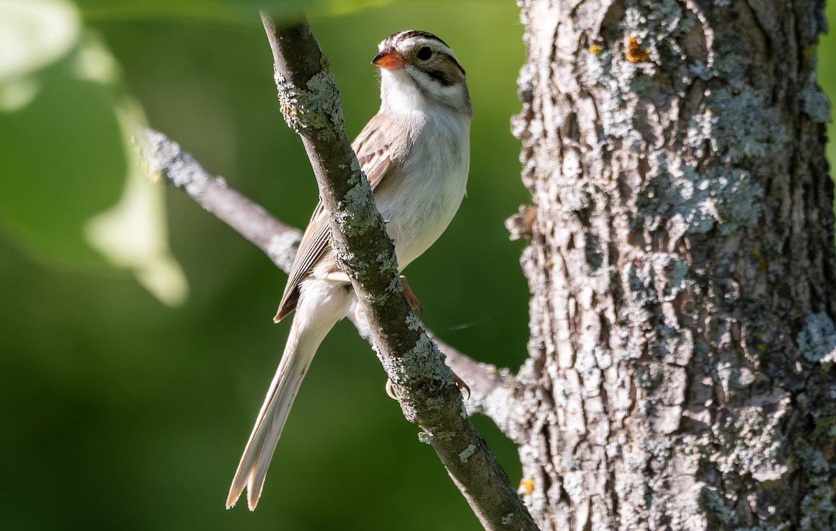 Clay-colored Sparrow - ML620014026