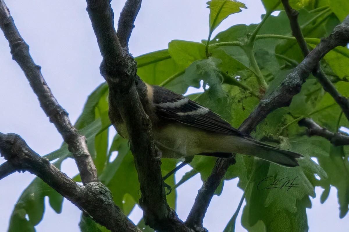 Bay-breasted Warbler - ML620014027