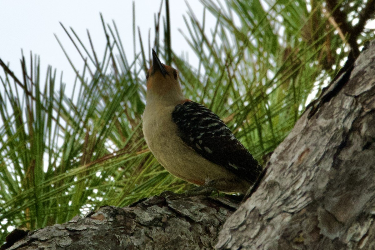 Red-bellied Woodpecker - ML620014080