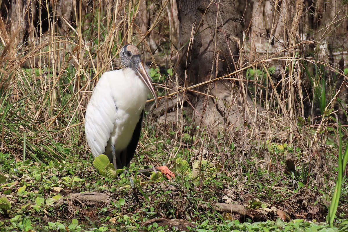 Wood Stork - ML620014090