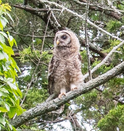 Barred Owl - ML620014091