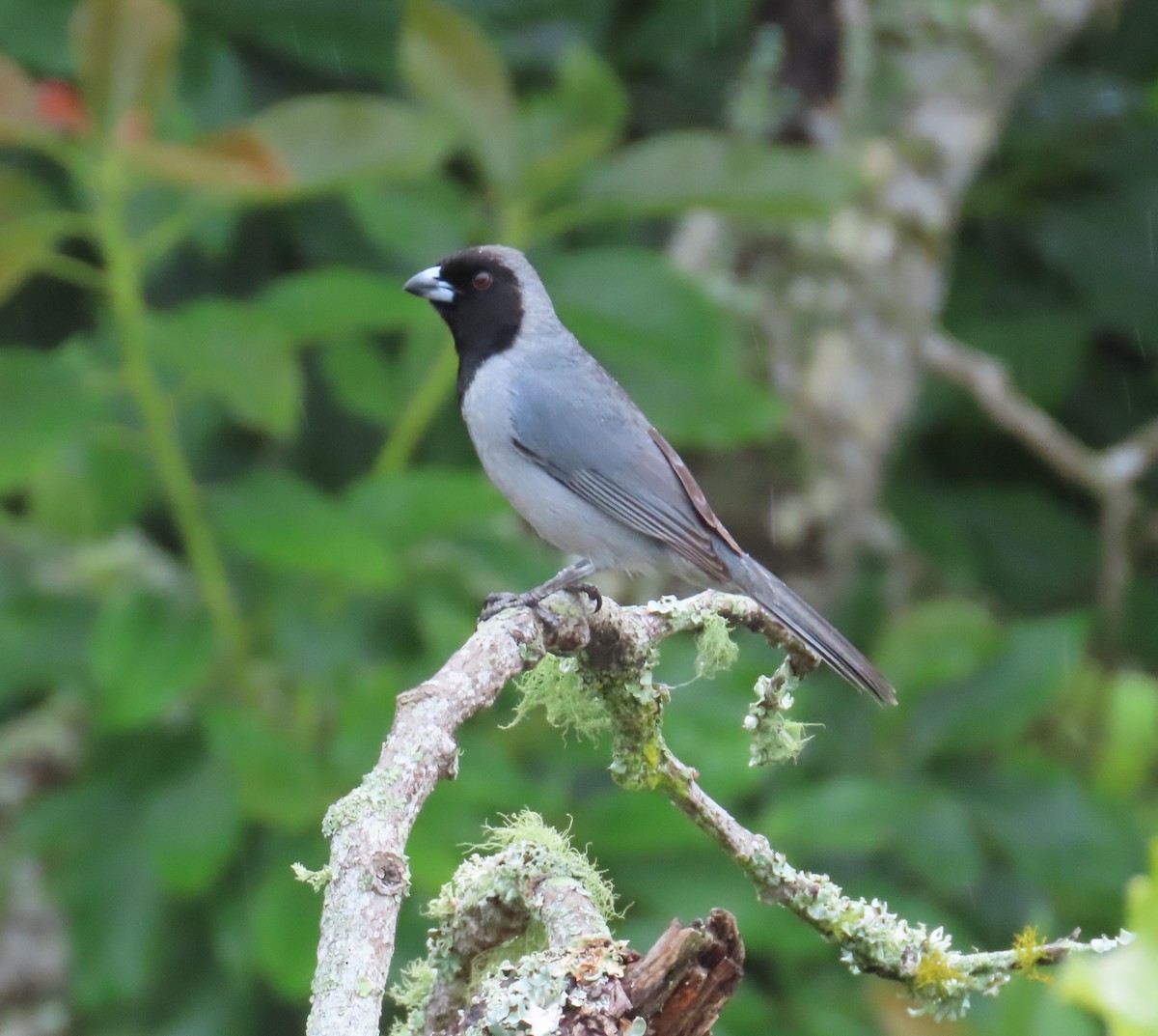 Black-faced Tanager - ML620014118