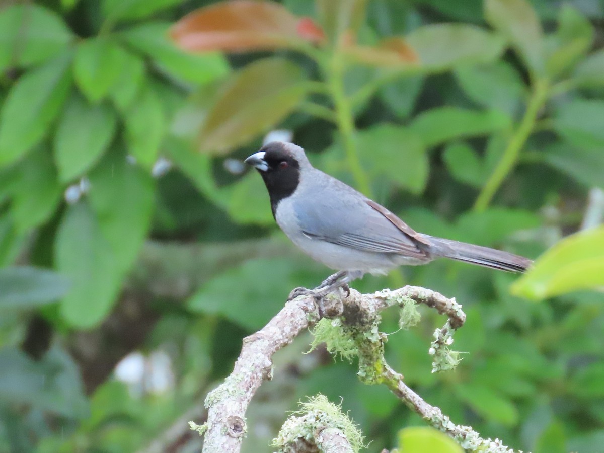 Black-faced Tanager - ML620014119
