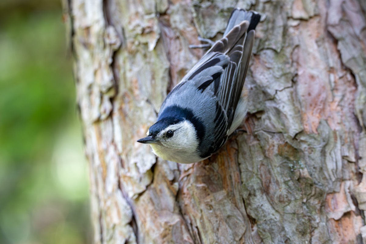 White-breasted Nuthatch - ML620014146