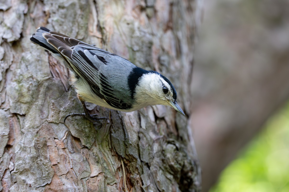 White-breasted Nuthatch - ML620014147