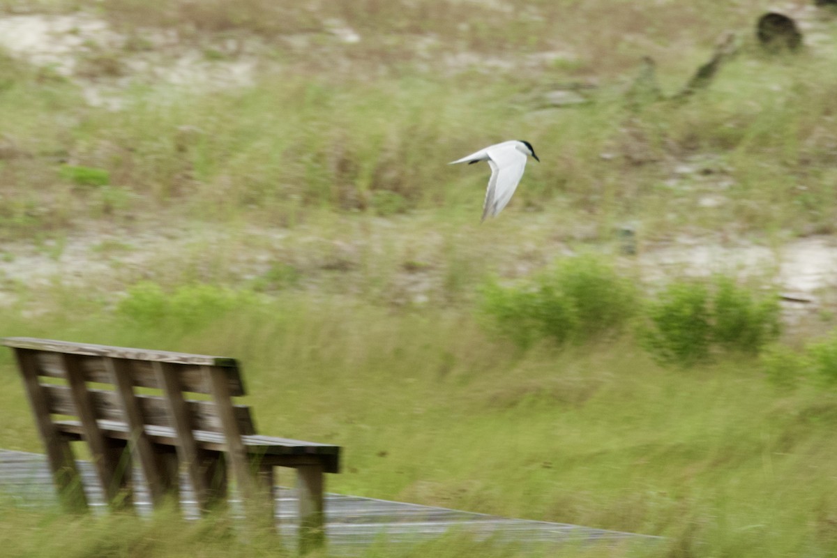 Gull-billed Tern - ML620014163