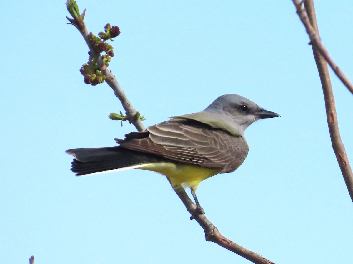 Western Kingbird - ML620014164