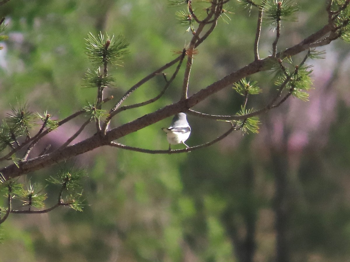 Loggerhead Shrike - ML620014182