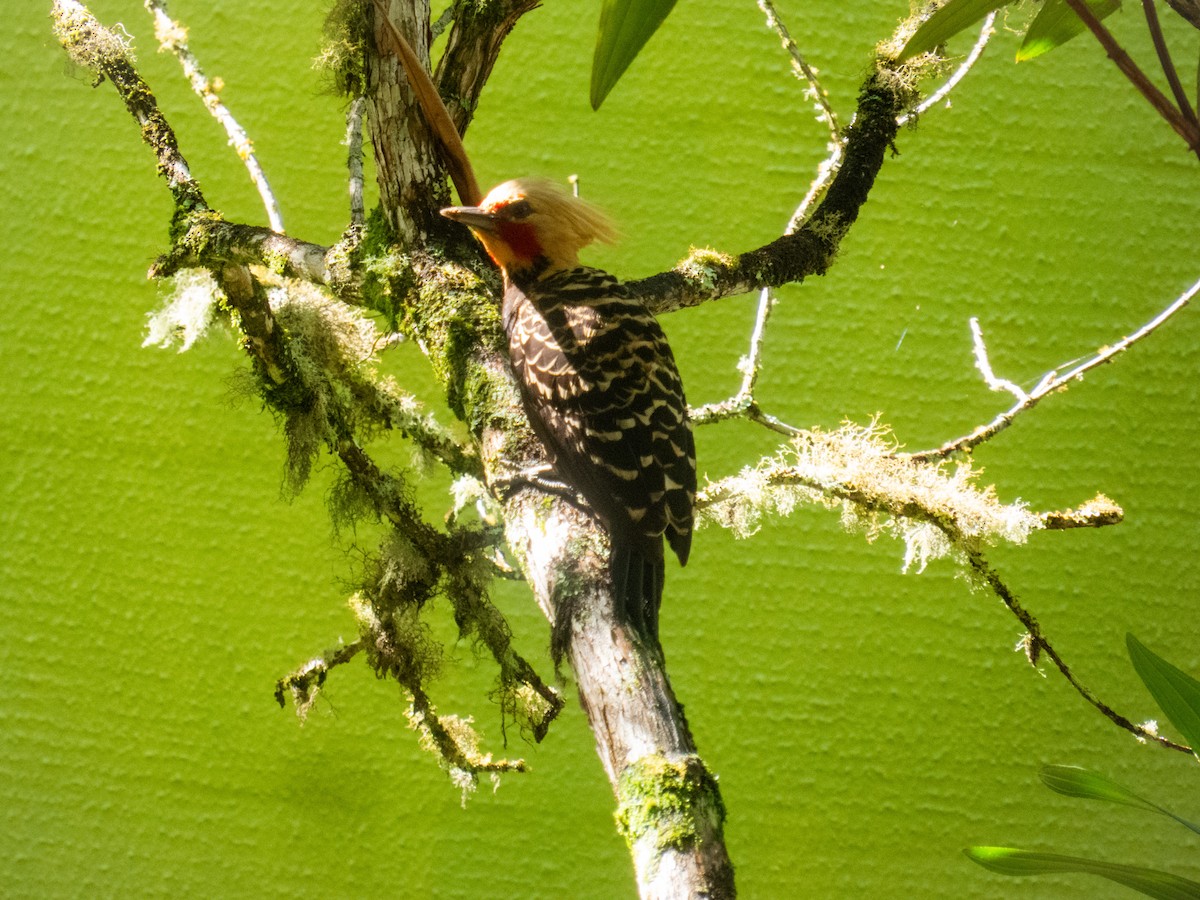 Blond-crested Woodpecker - ML620014184