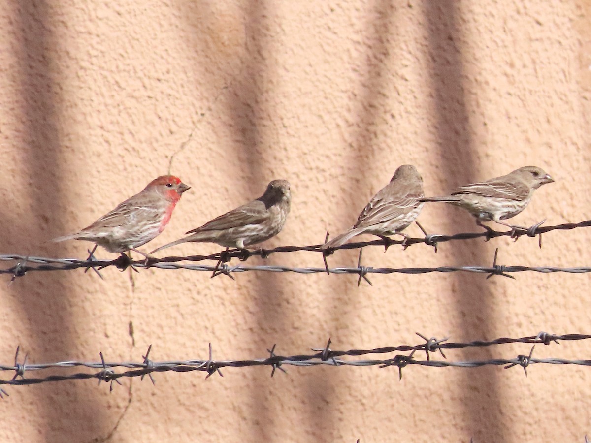 House Finch - ML620014199