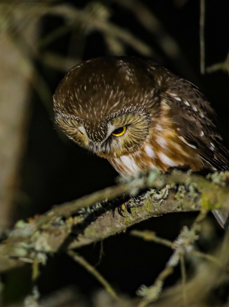 Northern Saw-whet Owl - ML620014204