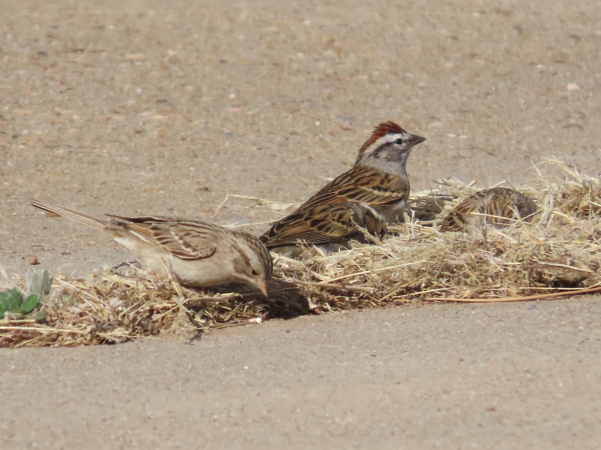 Chipping Sparrow - Teresa Noel