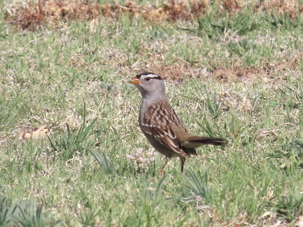 Bruant à couronne blanche - ML620014224