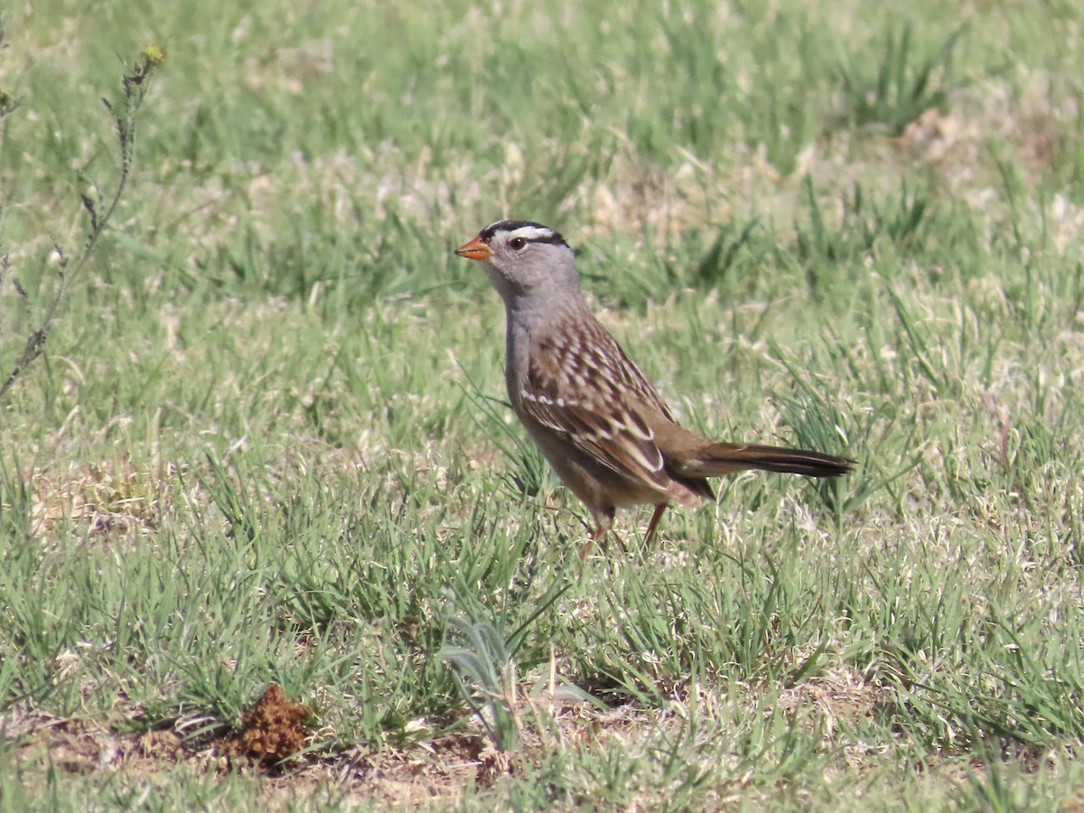 Bruant à couronne blanche - ML620014226