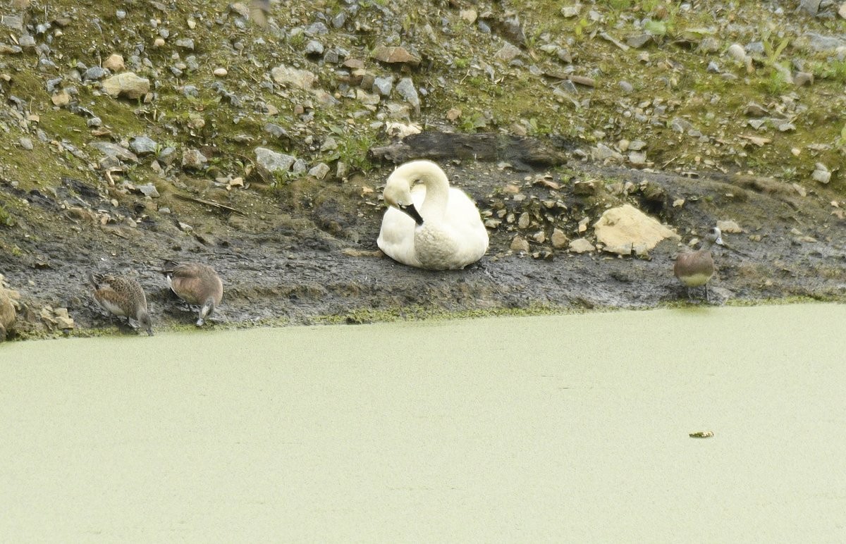 Tundra Swan - Gord Gadsden