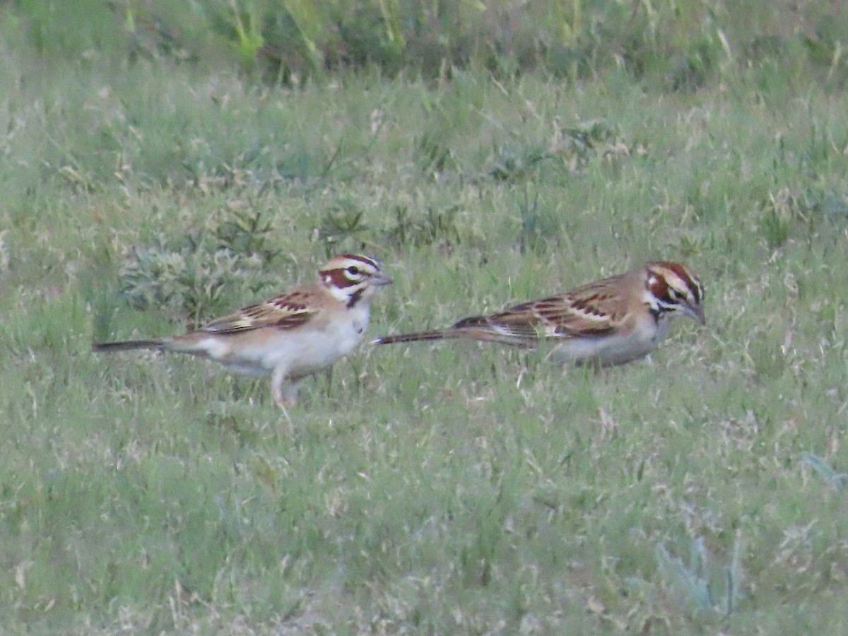 Lark Sparrow - ML620014234