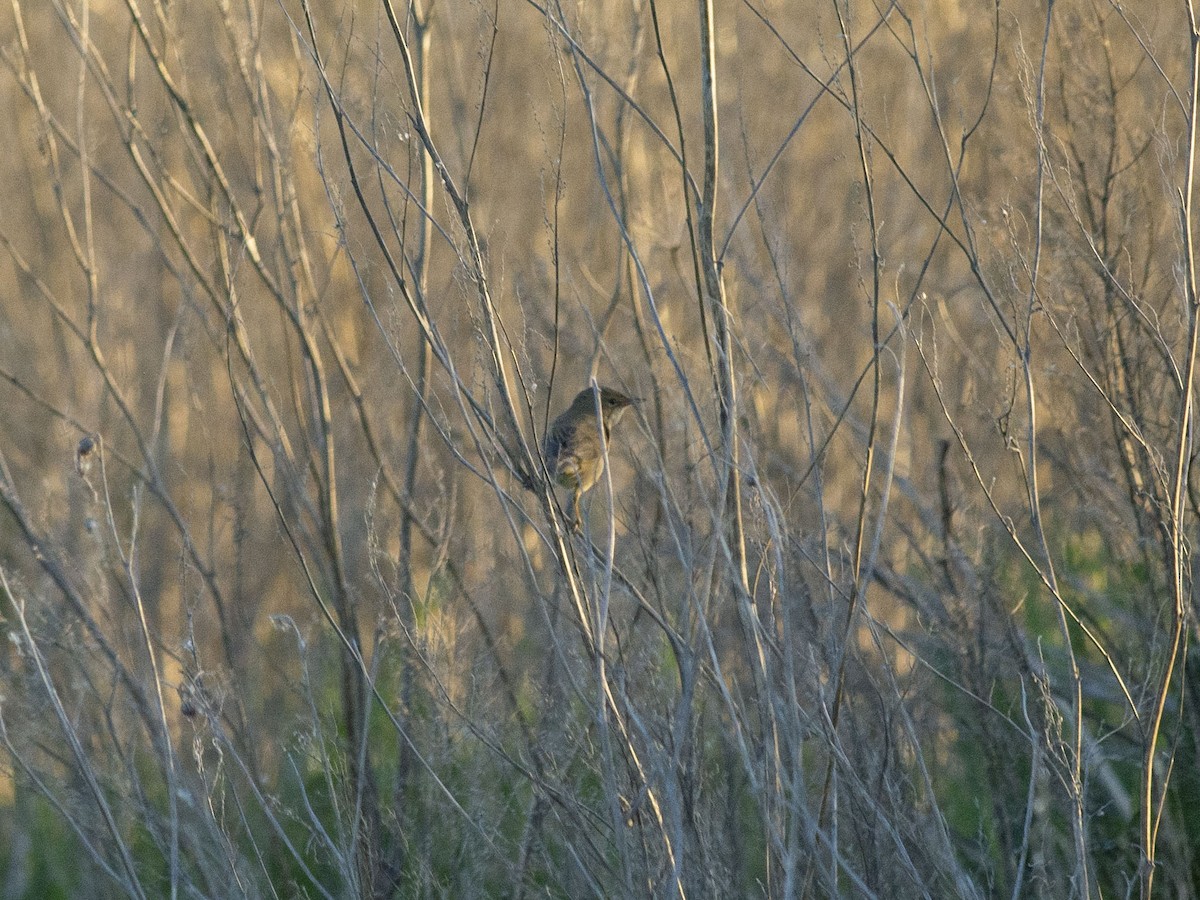 Marsh Warbler - ML620014266