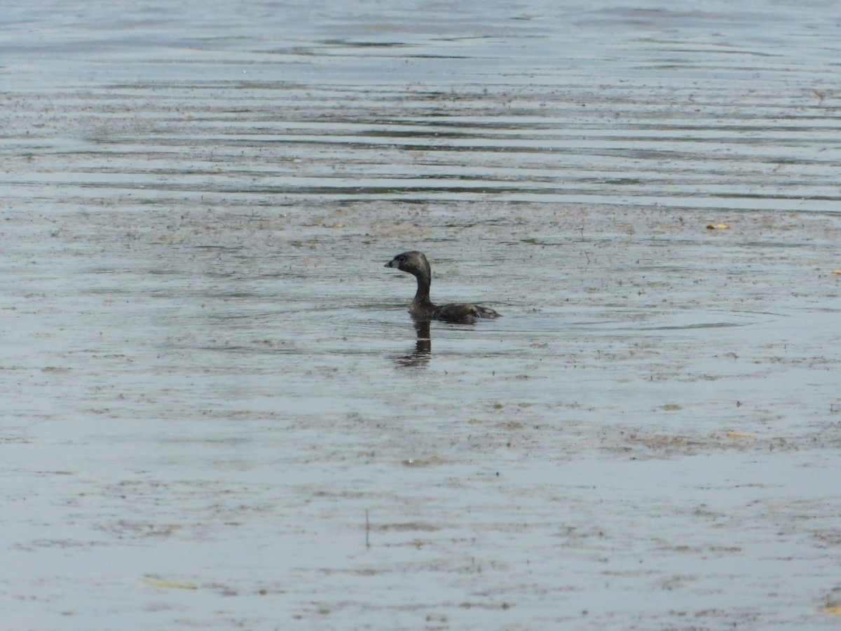 Pied-billed Grebe - ML620014287