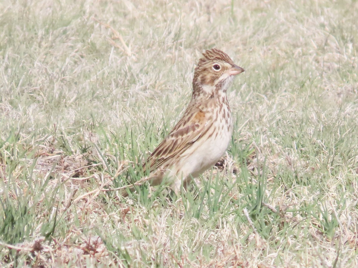 Vesper Sparrow - ML620014288