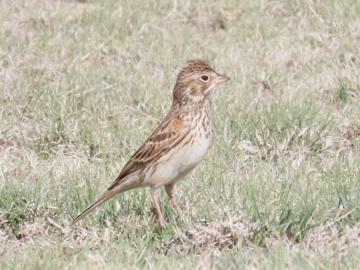 Vesper Sparrow - ML620014289