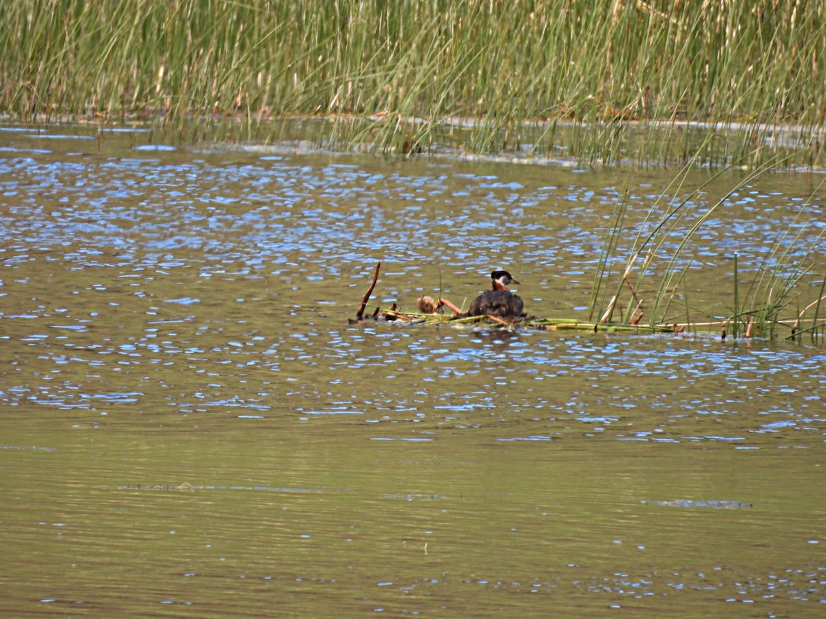 Red-necked Grebe - ML620014309