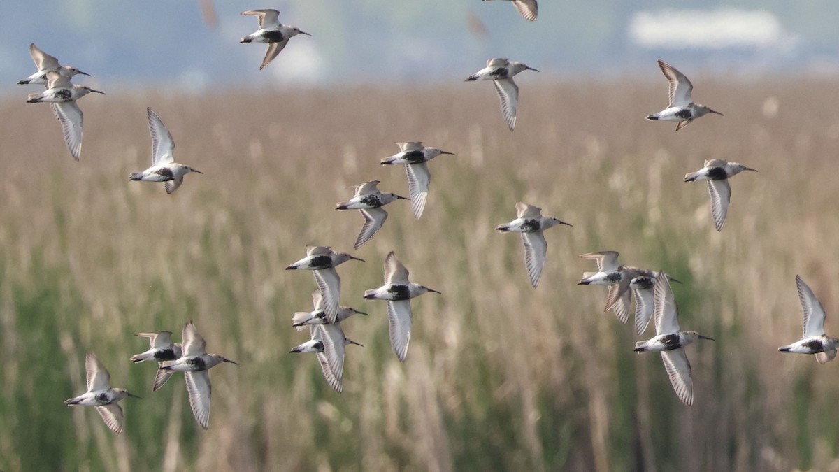 Dunlin - ML620014312