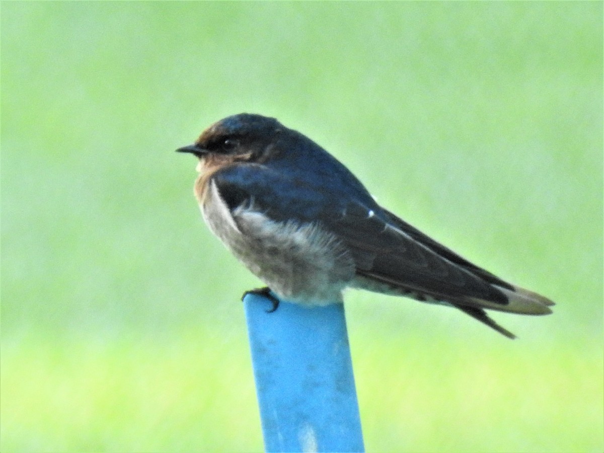 Welcome Swallow - ML620014316