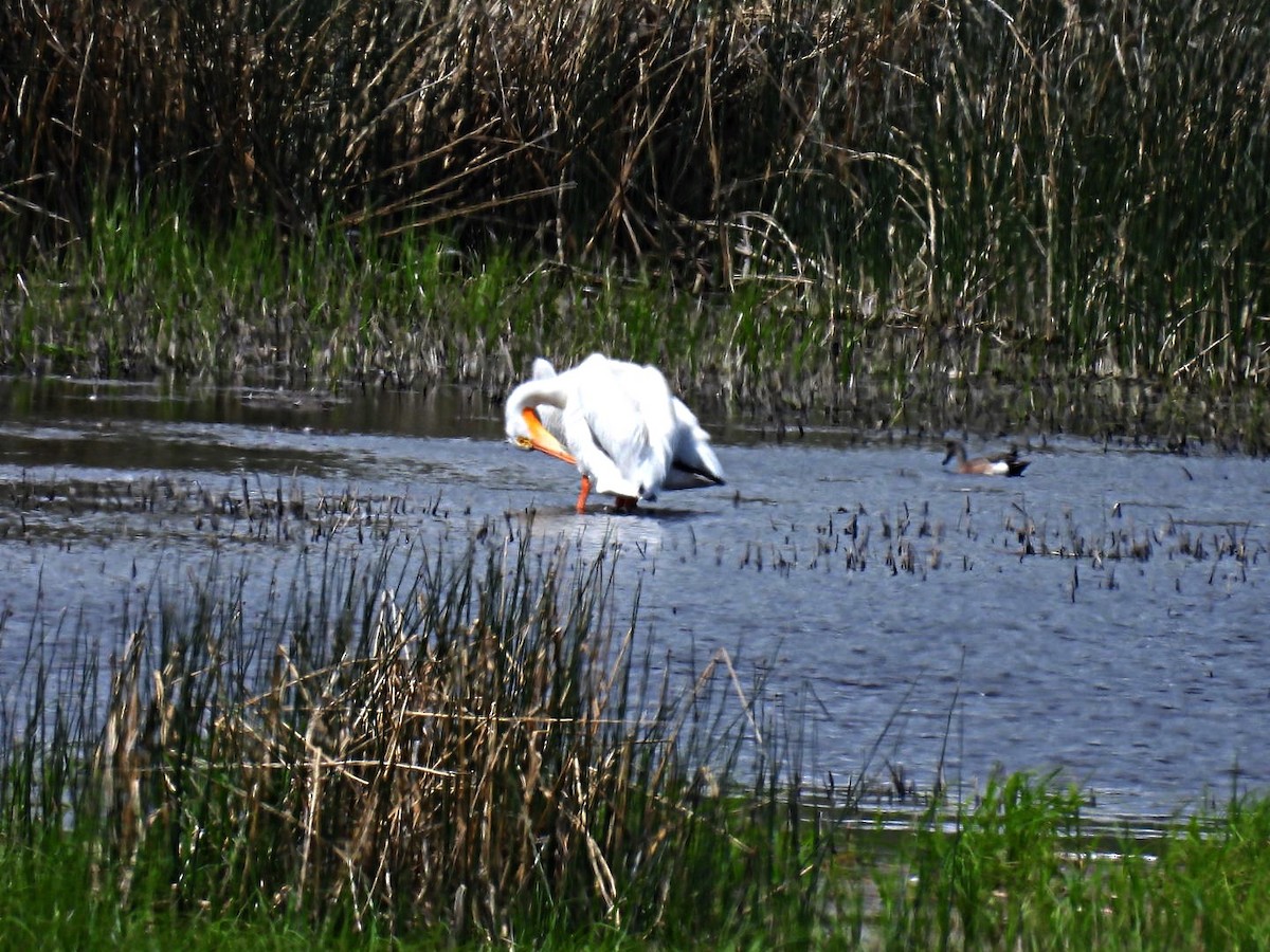 American White Pelican - ML620014320