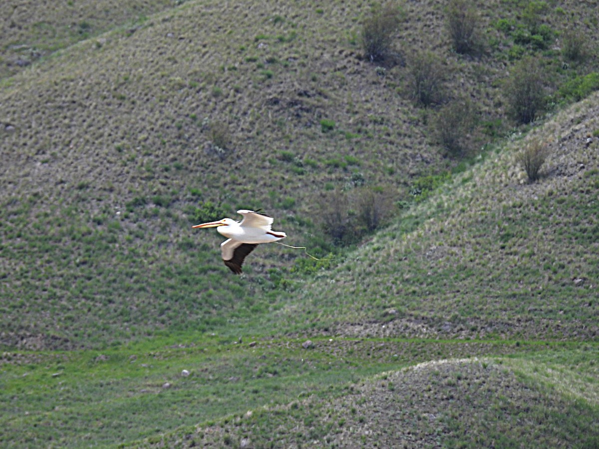 Amerika Pelikanı - ML620014321