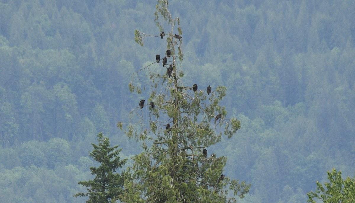 Turkey Vulture - ML620014325