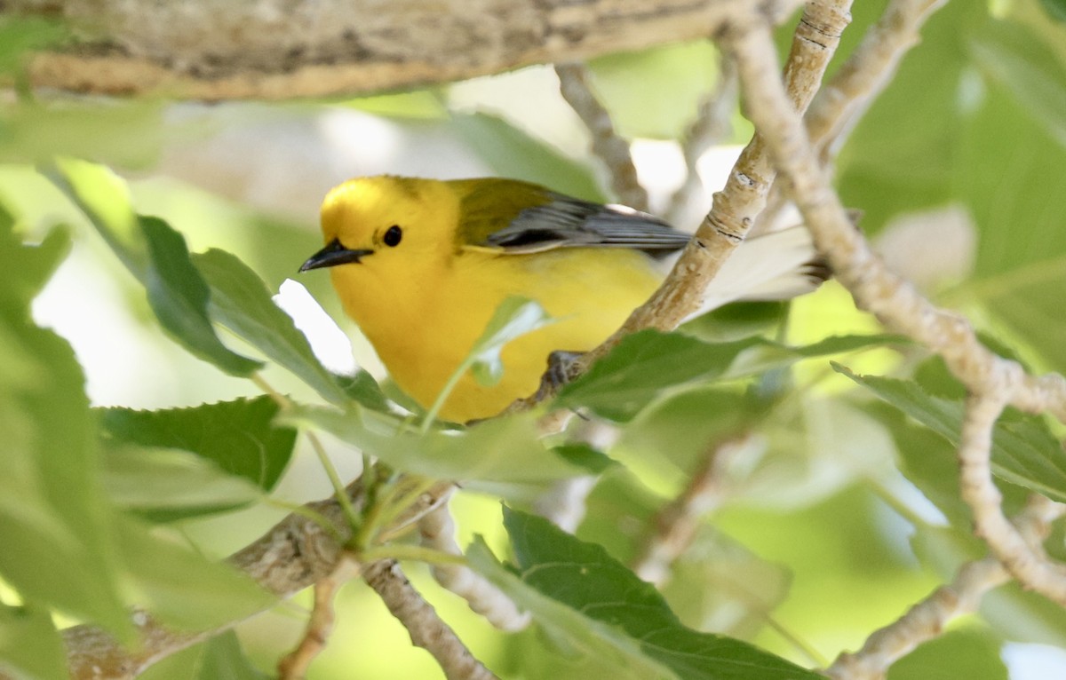 Prothonotary Warbler - ML620014326