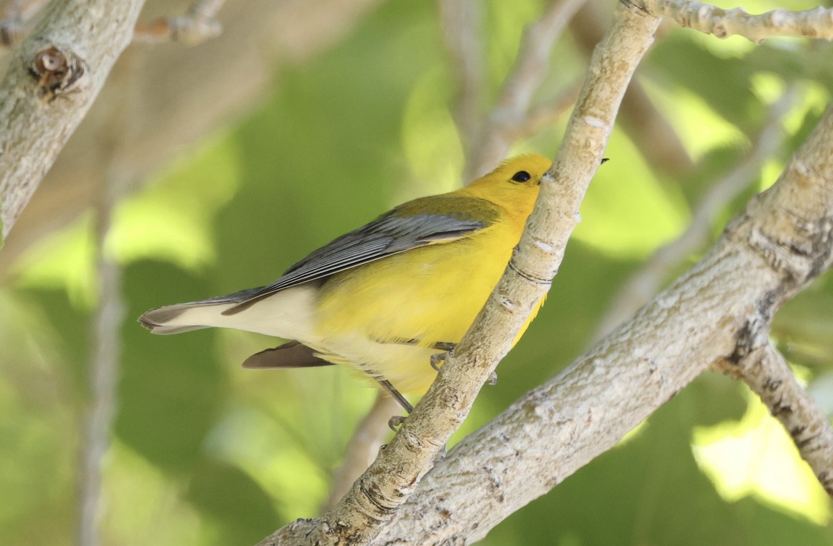 Prothonotary Warbler - ML620014327