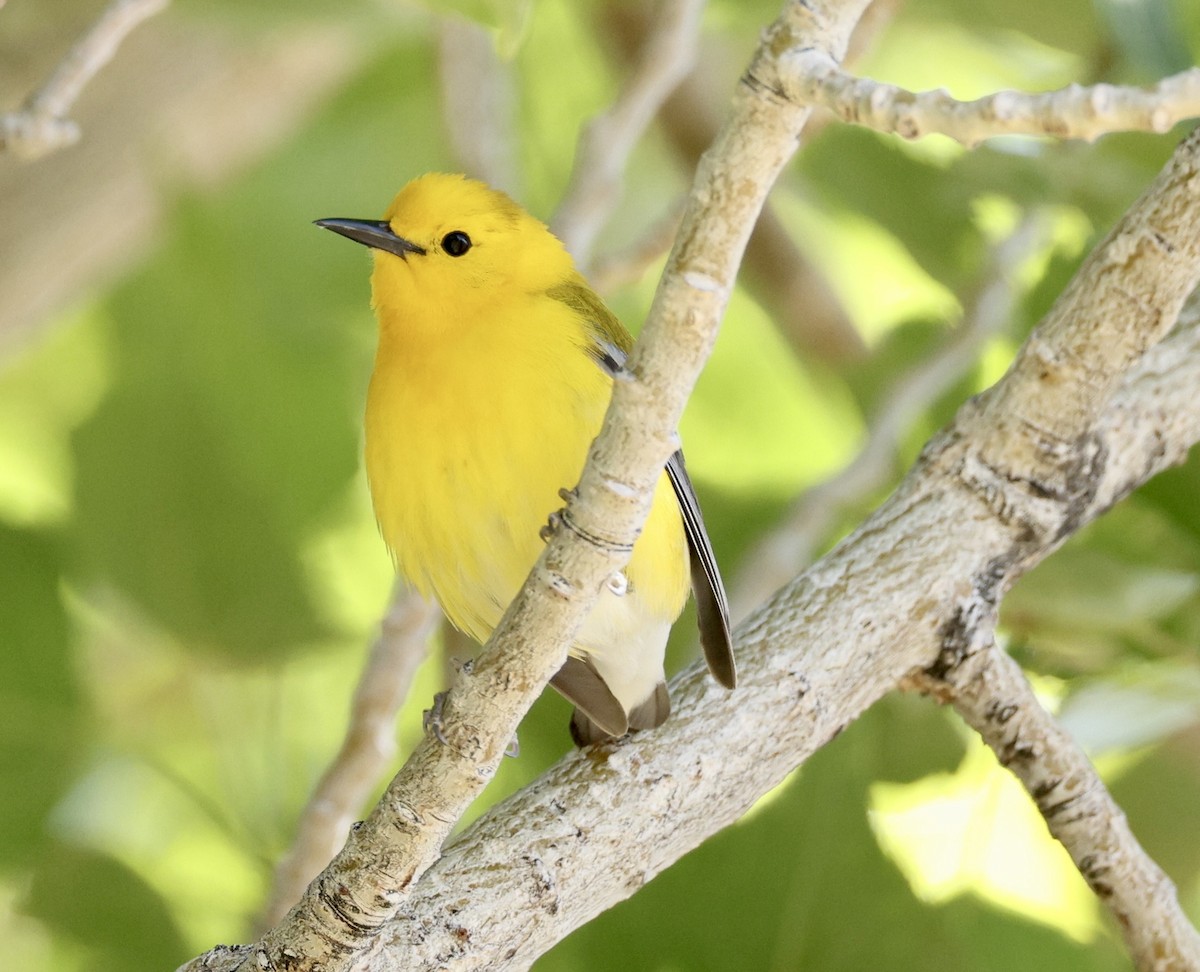 Prothonotary Warbler - ML620014328