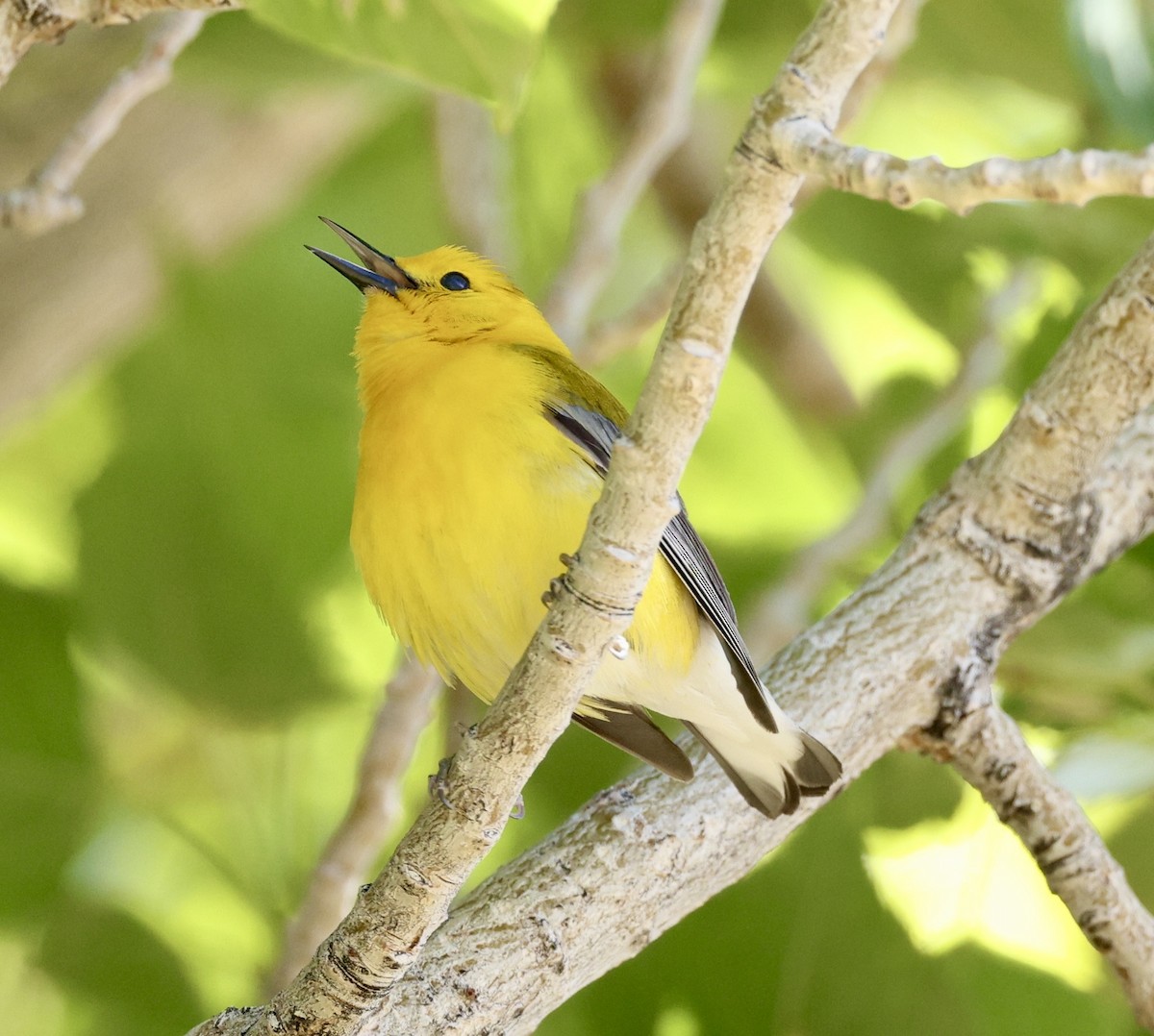 Prothonotary Warbler - ML620014329
